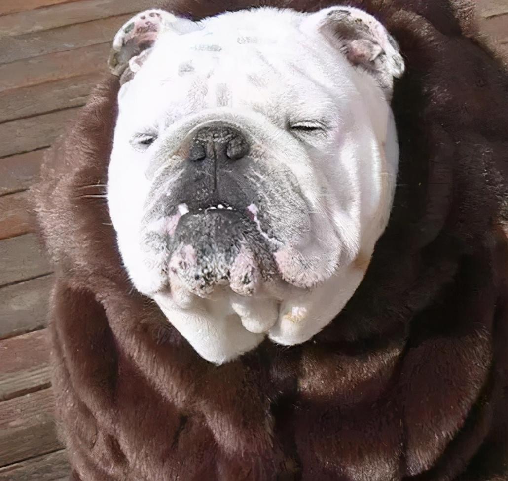 狗的抗寒能力是多少°c，2度穿什么衣服合适（这7种“不耐寒”的狗狗）