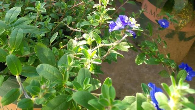 什么花是蓝色的，什么花是淡蓝色的（夏季种花就得选“清凉花”）