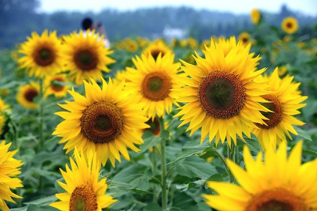 向日葵叶，向日葵种植技术（向日葵叶子图片）