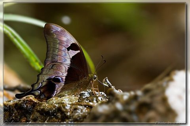 蝴蝶生活习性，蝴蝶王国（蝴蝶的生活环境和特点）