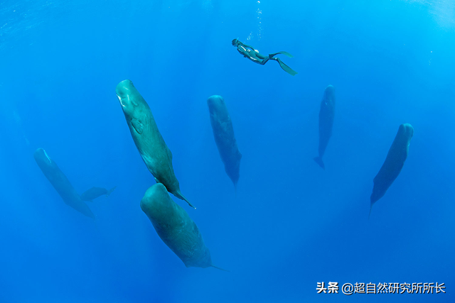 海底最深处的生物，10000米恐怖深海鱼（南极深处真的存在巨大的生物吗）