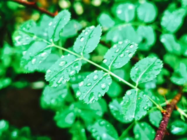 含有雨字的诗句有哪些，含有雨字的诗句有哪些二年级（8首最美的春雨诗词）