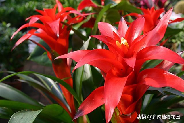 鸿运当头的寓意是什么，这个花卉寓意美好