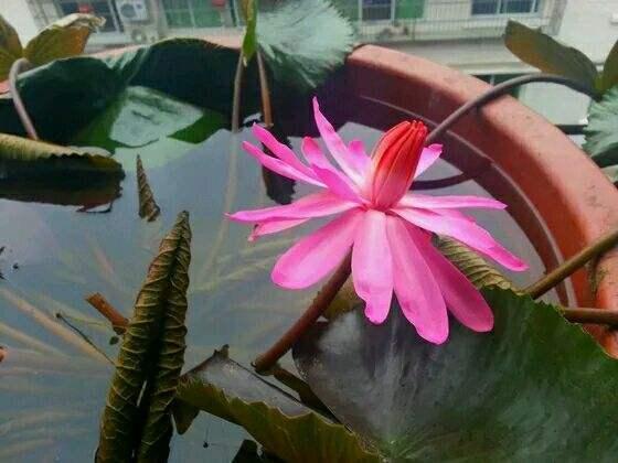 怎么样种植睡莲，睡莲种植方法 家养（在家赏睡莲不是梦）