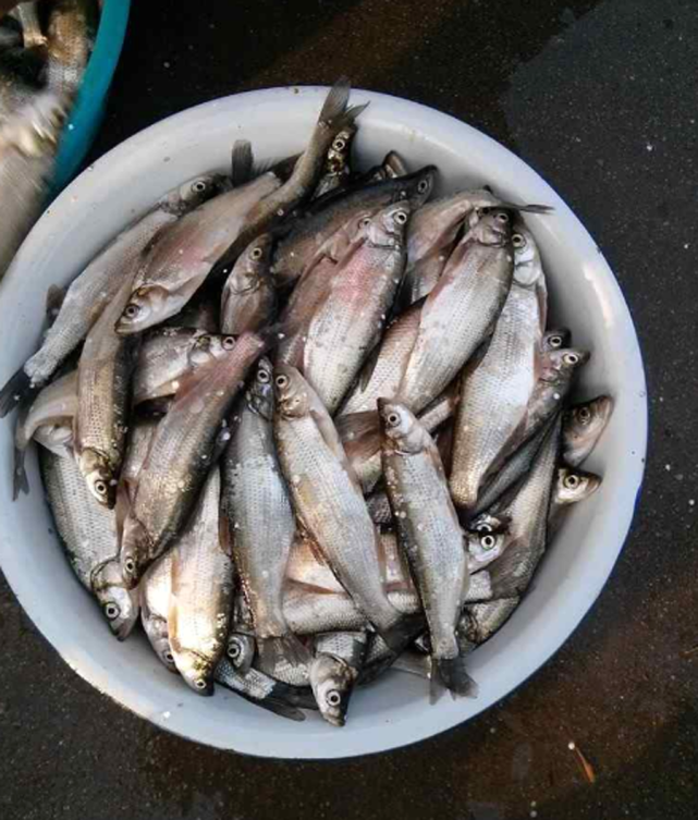 小翘嘴鱼虽长不大，但这样做鲜香入味超好吃，家常做法简单又下饭