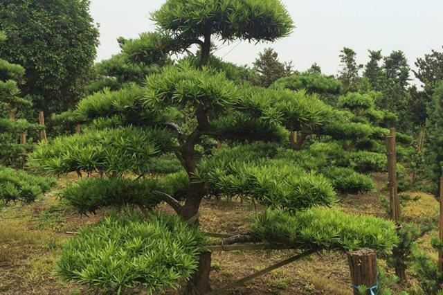 风水树都有啥树 风水有什么禁忌，风水树都有啥树（你认为有道理吗）