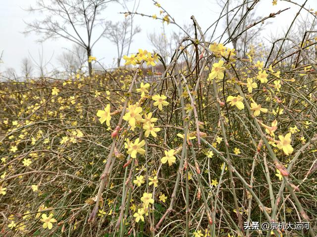 迎春花和连翘花的区别，迎春花和连翘花怎样进行区分（迎春花、连翘分不清楚）