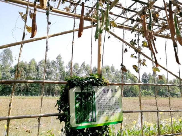 番禺有什么好玩的地方，番禺有什么好玩的（广州番禺旅游攻略<C篇>）