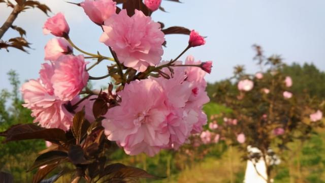 红叶樱花种植技巧，樱花树扦插时间和方法是什么（三种拥有红色叶子的植物）