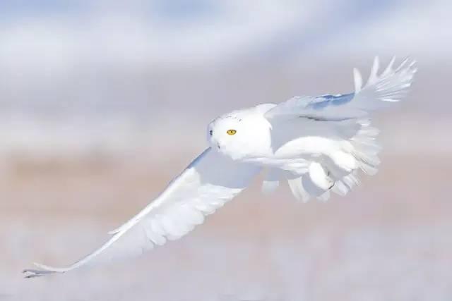 兔子假死多久恢复，兔子死后处理方式（扒一扒动物界的行骗手段）