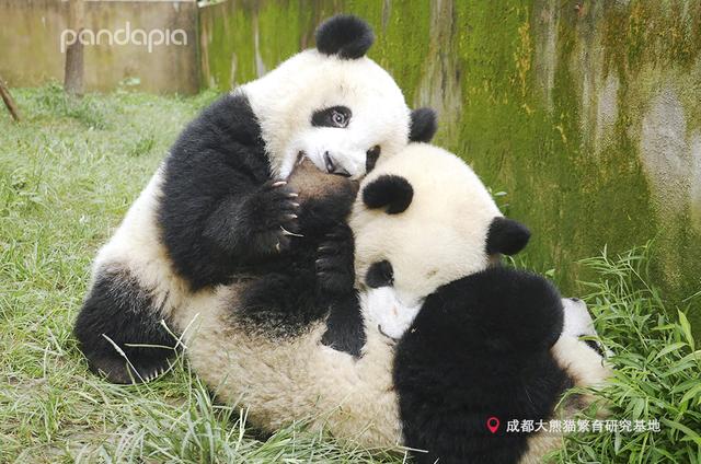 大熊猫战斗力如何，熊猫在动物中战斗力排名（教你快速判断一只熊猫的战斗力）