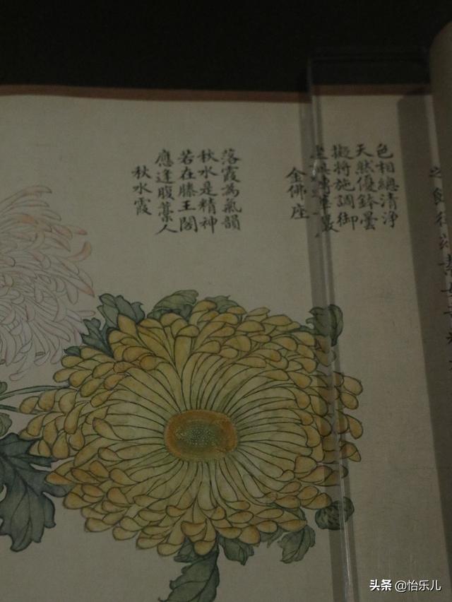 葩的读音（葩怎么读，葩是什么意思（金佛座、搓粉妆、绶带紫、鹤头丹）