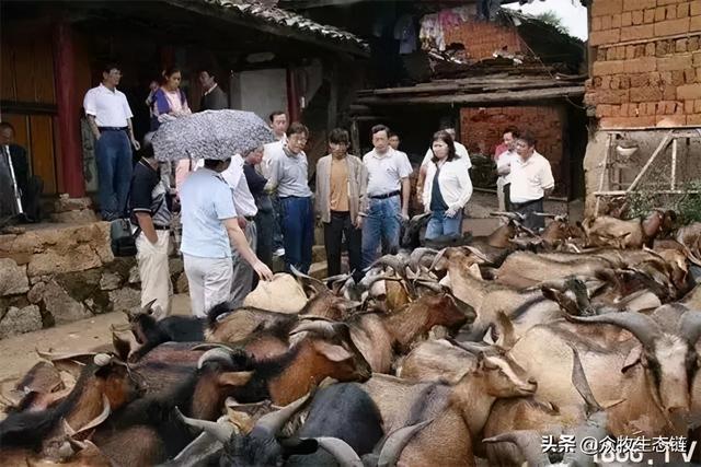 大同特产，世界上最好的羊，看看都在哪（大同特产有什么可以送礼的）