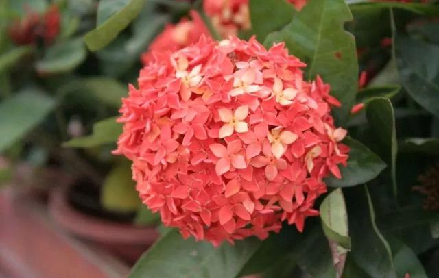 国花是什么，世界各国国花<第一辑>（俄罗斯的国花是什么）