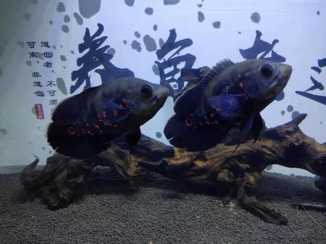 地图鱼为什么会伤痕累累，地图鱼吃小鱼吗（鱼缸养了四条地图鱼水质就浑浊了）