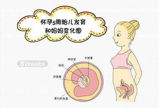 怀孕5个月胎儿发育