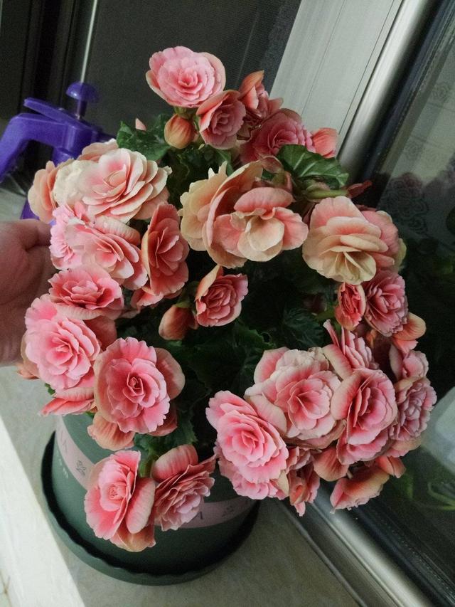 家中养什么花好，室内适合养什么花（9种洋气花）