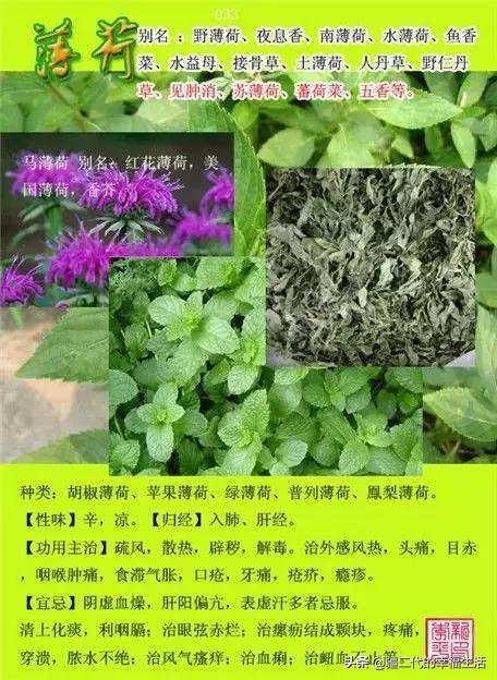 常见中草药图谱，中草药经典图谱（让你知道常用药都长啥样）