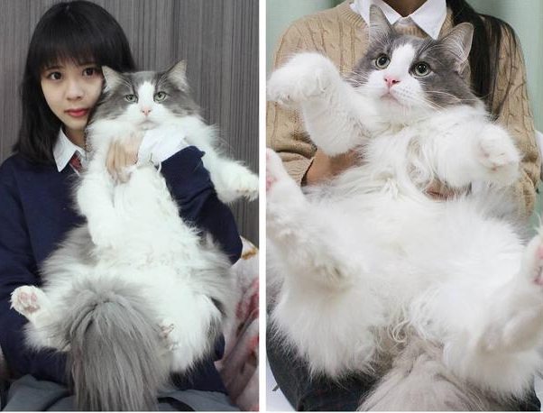 要喂布偶猫吃米饭怎么做，布偶猫每天吃多少（布偶猫这样做是把你当“亲妈”了）