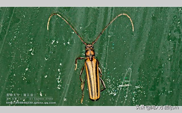 关于星天牛介绍，星天牛百度百科（这外貌“粗糙”的天牛你认得么）