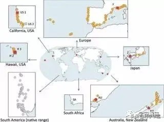 不同家族的蚂蚁为什么会打架，不同家族的蚂蚁为什么会打架的原因（占领全球的阿根廷蚂蚁）