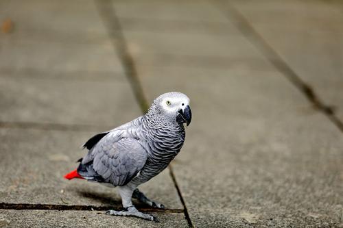 动物的舌头有什么作用，动物的舌头有哪些作用（动物舌头的“功能”对于动物来说舌头而是一件“厉害的武器”）