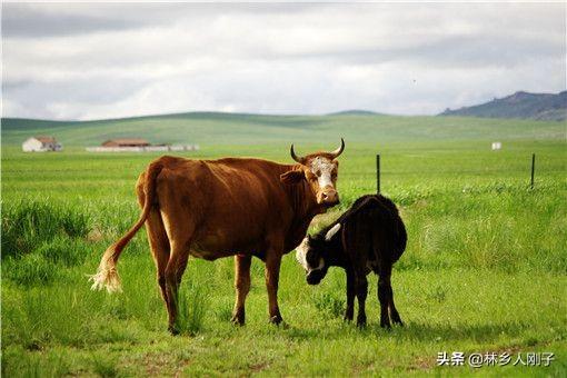 牛怀孕几个月生产，牛怀孕多久（一头母牛可以繁殖几年）
