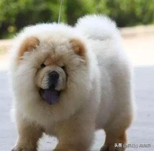 哈士奇智商排名，哈士奇智商在狗界排名多少位（前十和倒数前十）