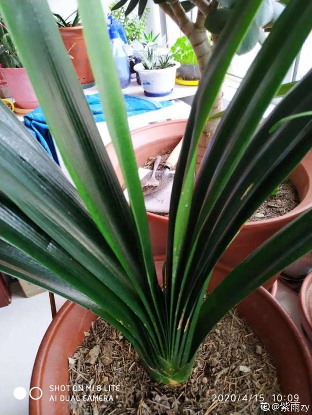 30种适合懒人养的花夏季，蹭蹭疯长、爆盆