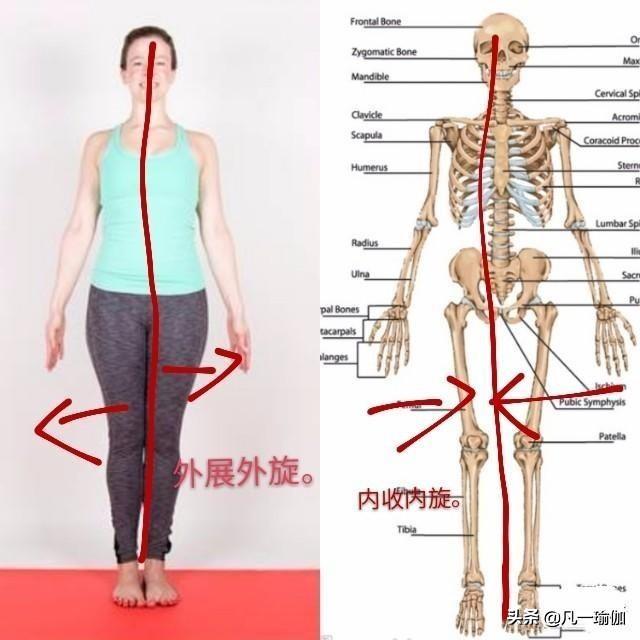 开髋和开胯的区别，你真的知道什么是开髋