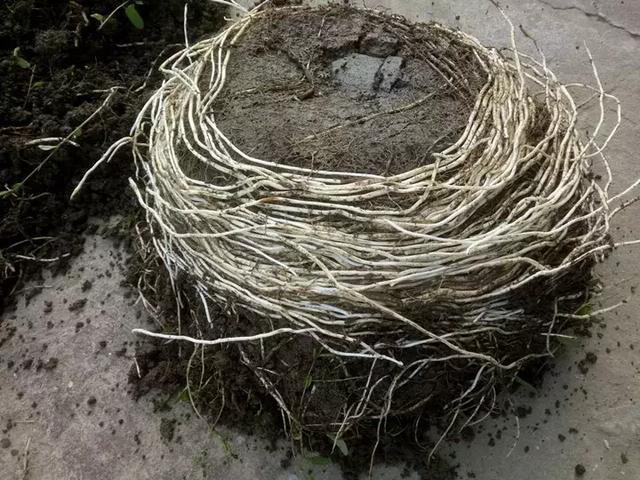 绿萝好养吗,绿萝怎样栽培(绿萝竟然排在倒数第1) 绿萝好养吗,绿萝怎样栽培(绿萝竟然排在倒数第1)