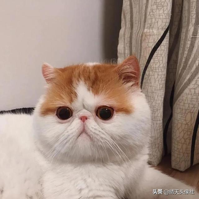 萌宠头像微信，萌宠头像（正如晚来的你皆是笑意）