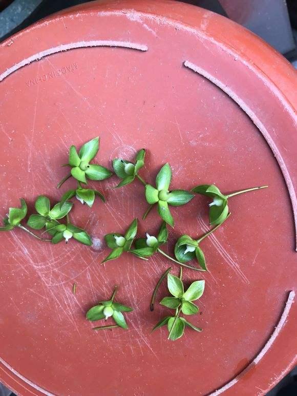 金弹子开花期间怎样管理，金弹子开花期间如何管理（金弹子进入花期）