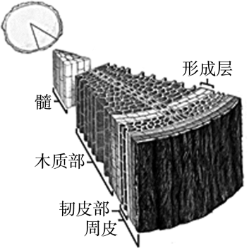 胚珠的发育和胚囊的形成总结，济南版生物八年级上册知识点总结