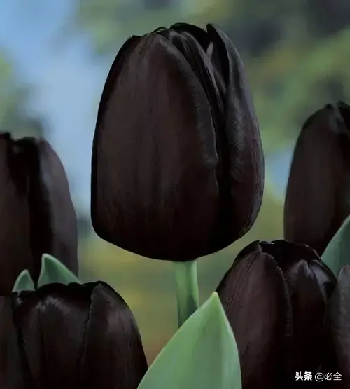 延龄草的花语和传说，延龄草的作用（园林人，这些黑色植物你见过吗）