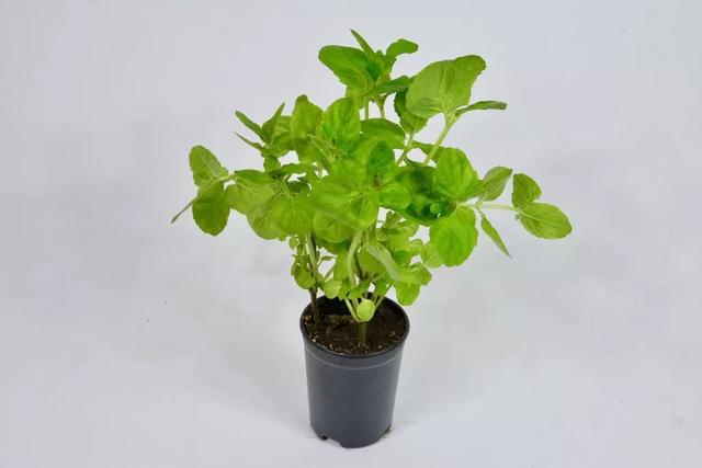 薄荷盆栽怎么弄，薄荷怎么做盆栽（买来的小薄荷盆栽快速长满一盆）