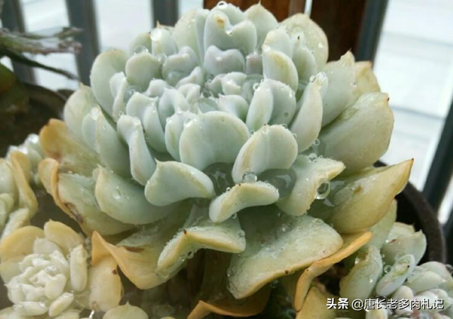 特玉莲的养殖方法，特玉莲怎么种植（多肉植物特玉莲用深盆还是浅盆栽种比较好）