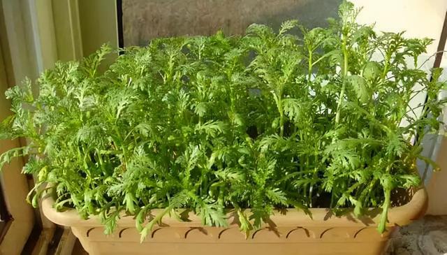 烧烤蔬菜有哪些，50款烧烤素菜菜单（7种“大叶菜”）