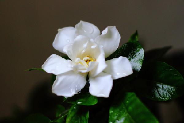 枝枝花和栀子花，枝枝花和栀子花是一种花吗（枝枝花的养殖方法和注意事项）