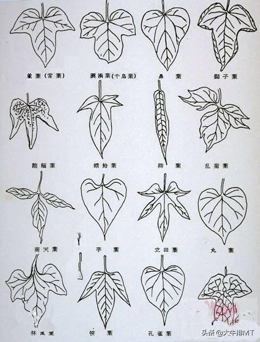菱形的菱怎么写,菱形的菱怎么写平行四边形(-针型-披针形-圆形.