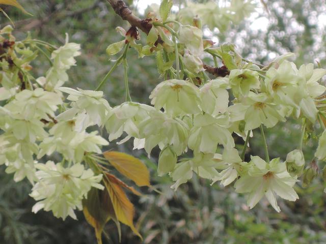 粉色樱花的花语是什么，红色樱花的花语是什么（惊喜！庄里的绿樱开花了）