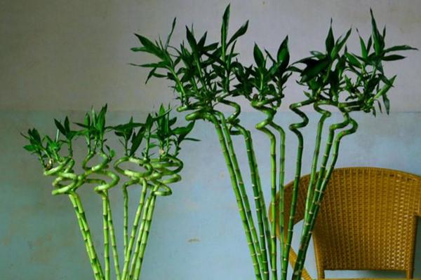 转运竹的风水学应用-转运竹的养殖方法，转运竹 风水（学会修剪“精细4招”）