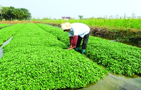 豆瓣菜怎么做好吃，豆瓣菜的吃法（我还是第一次听说呢）