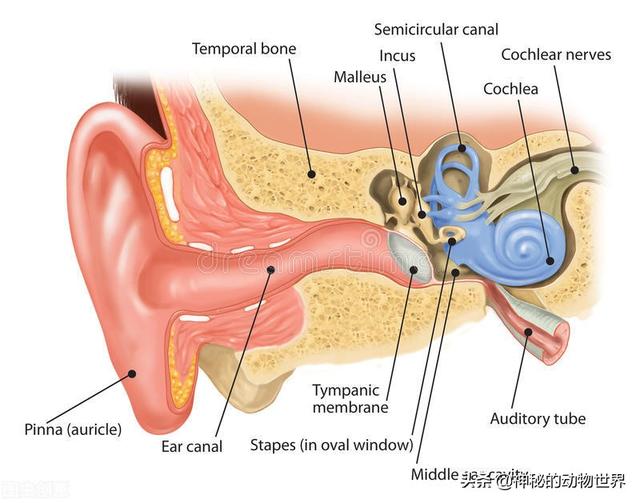 大象的耳朵有什么作用，大象耳朵的作用和特点（大象的耳朵除了听觉）