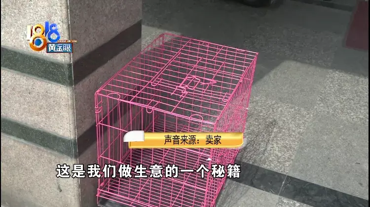 淘宝网电子狗(电子狗玩具价格及图片)