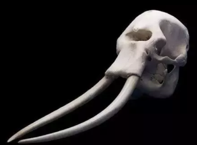 为什么大象的鼻子那么长，为什么大象的鼻子那么长绘本（能否从大象的化石中推断出它的长鼻子）