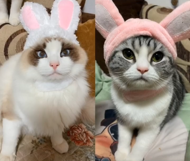 串串猫是什么品种，串串是什么品种（乱配生出的小猫）