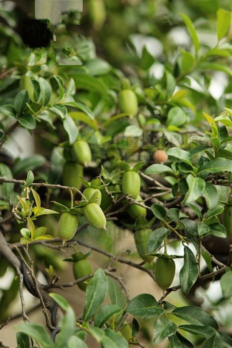 柿子根的功效与作用(黑塔子) - 行就行