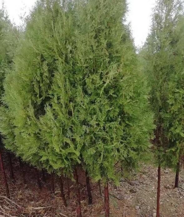 风水树都有啥树 风水有什么禁忌，风水树都有啥树（你认为有道理吗）