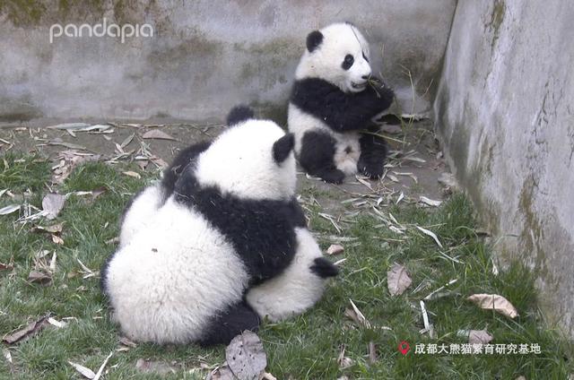 大熊猫战斗力如何，熊猫在动物中战斗力排名（教你快速判断一只熊猫的战斗力）